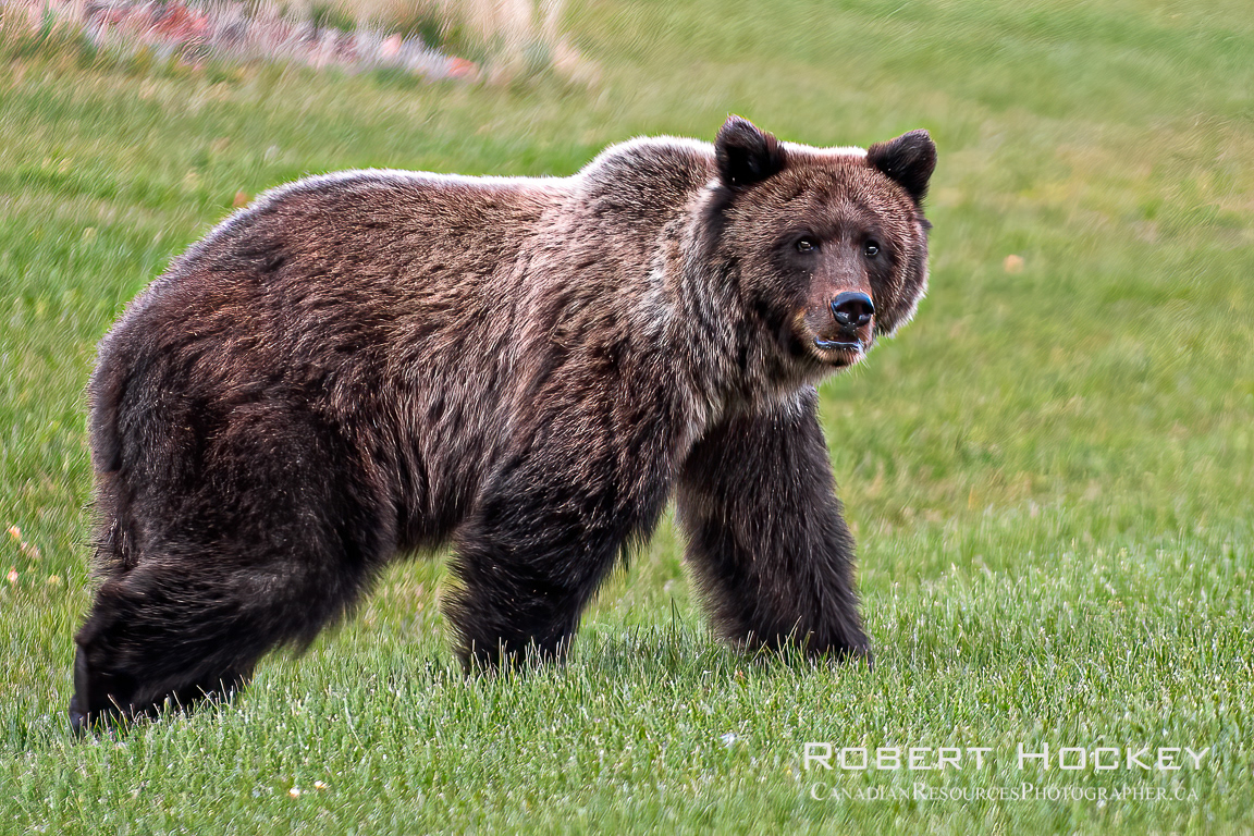 Grizzly Bear at home - Picture 205