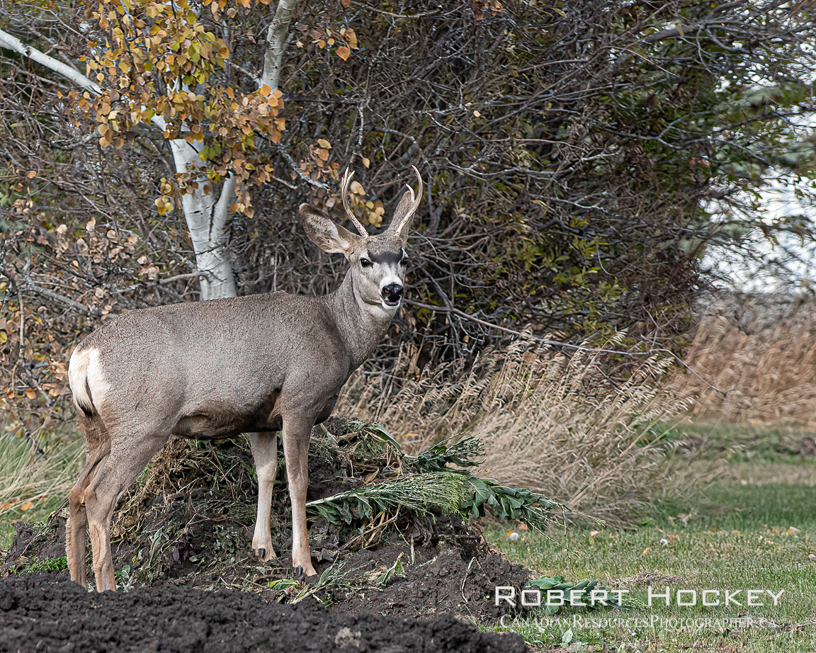 Mule Dear at home - Picture 203