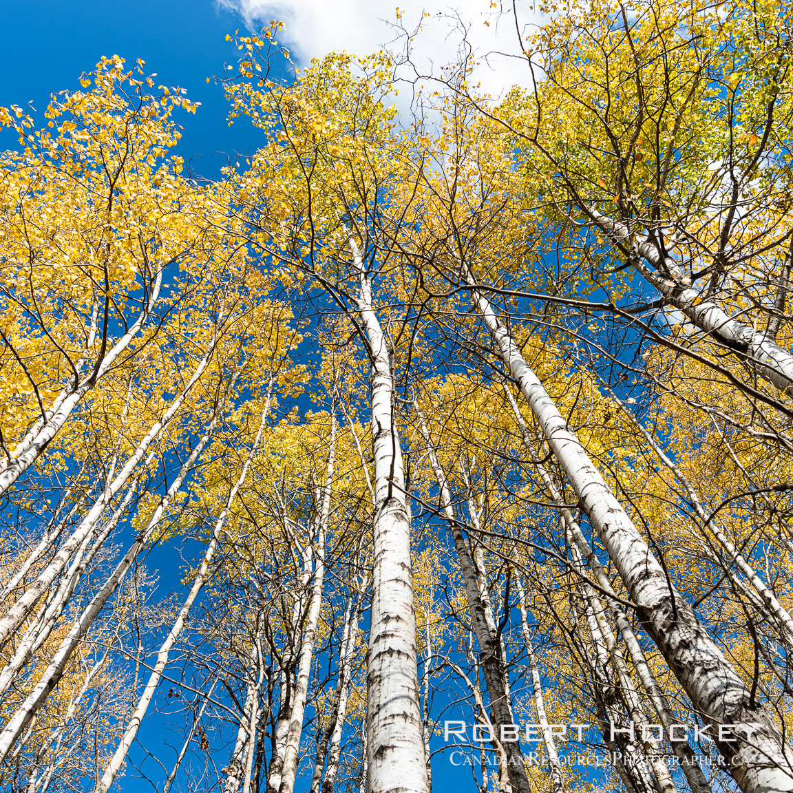 Fall Colours in Alberta - Picture 169