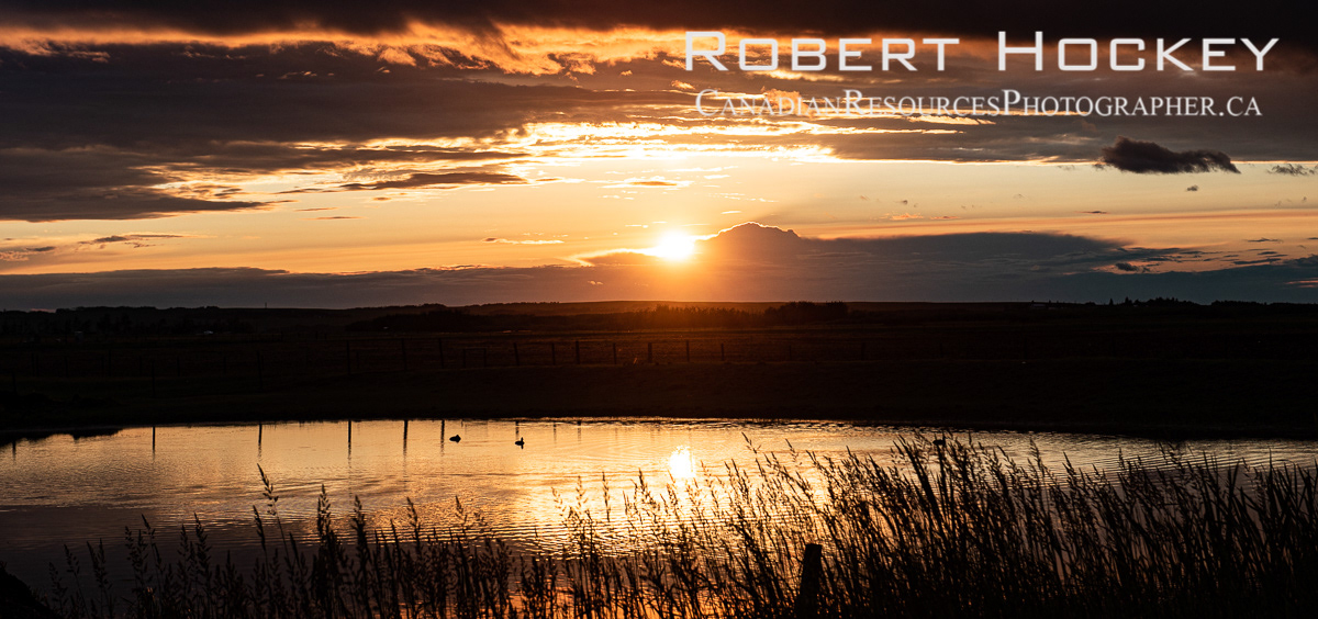 Ducks, Sunset Pan - Picture 60