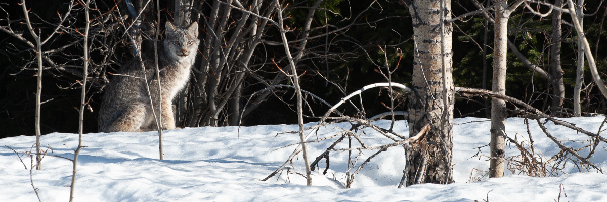 Natures Patient Model, Tumbler Ridge, B.C.