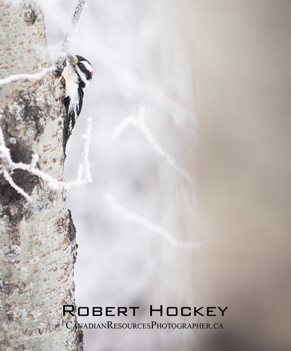 Downy Woodpecker Winter - Picture 93