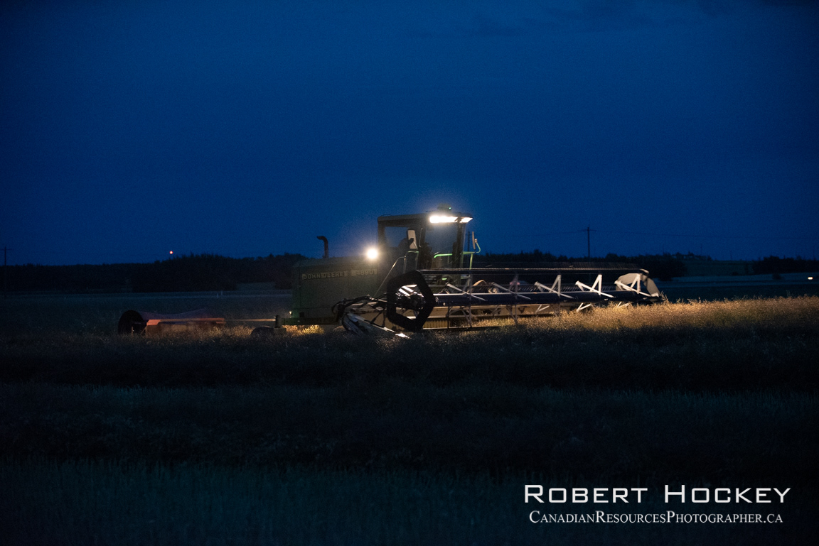 Canola Harvest