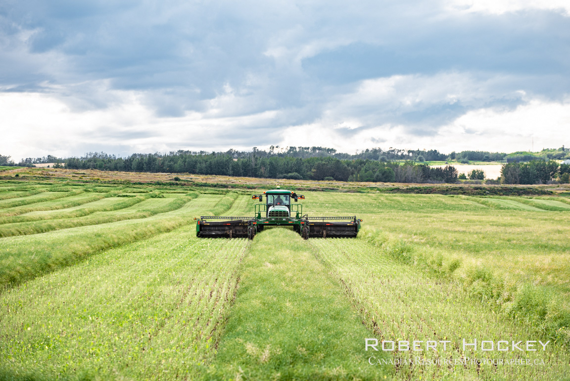 Canola Harvest