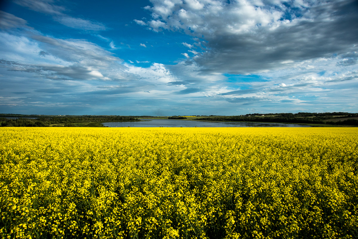 Canola,  Around Saskatoon Lake