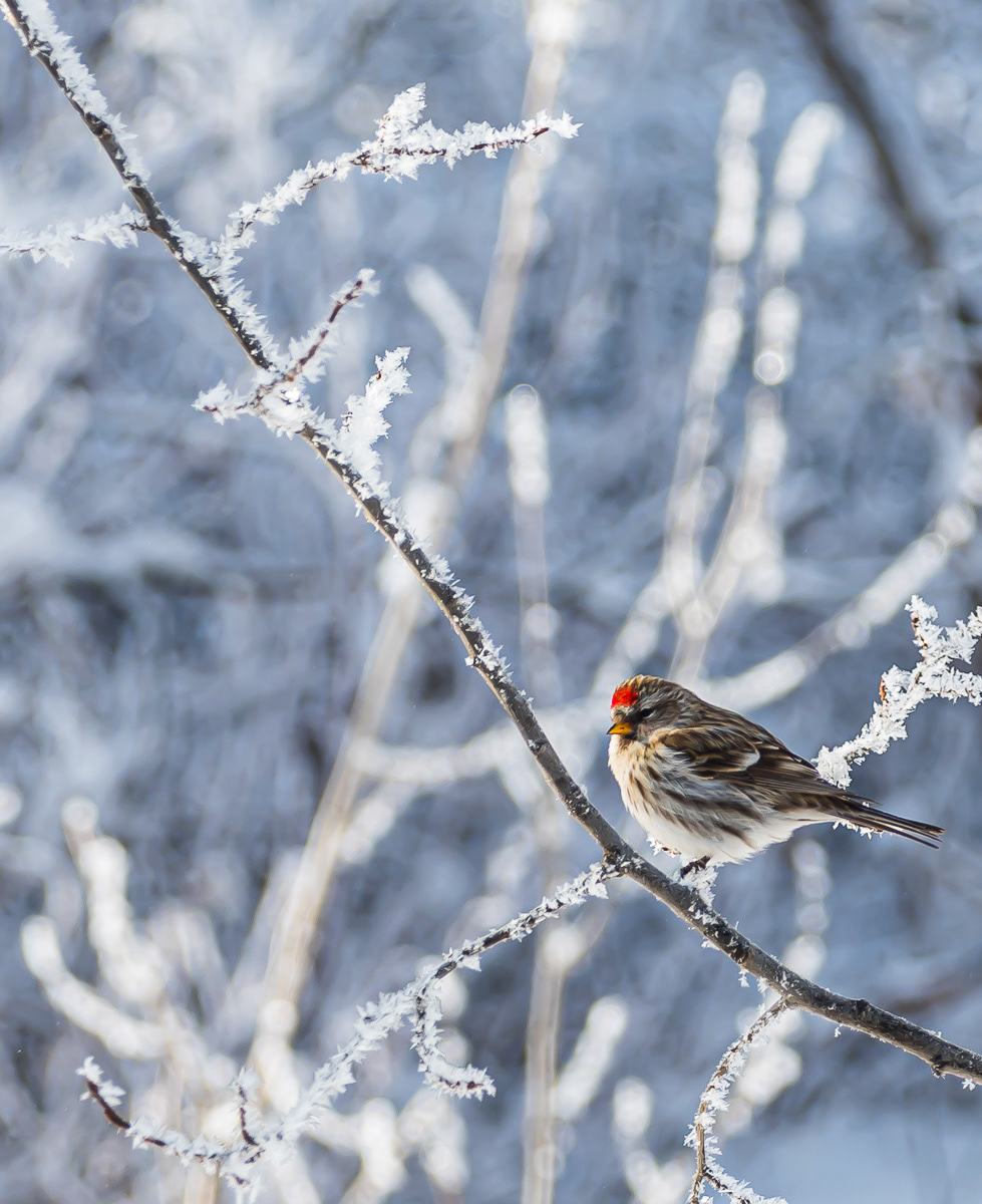 Natures Frosty Model, Grande Prairie, AB