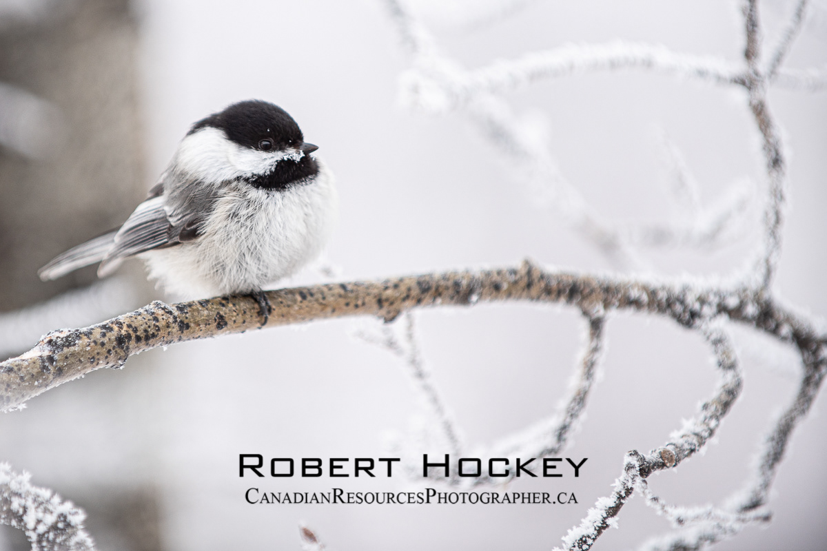 Chickadee Winter - Picture 95