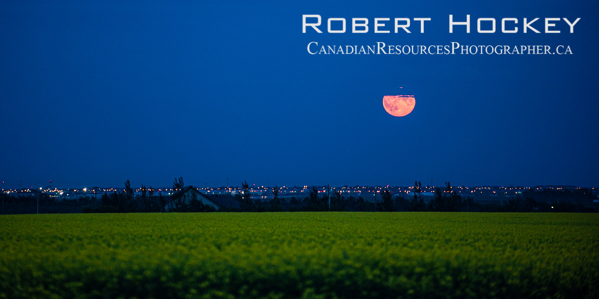 Canola Harvest Moon, Grande Prairie, AB - Picture 19