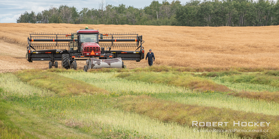 Canola Harvest