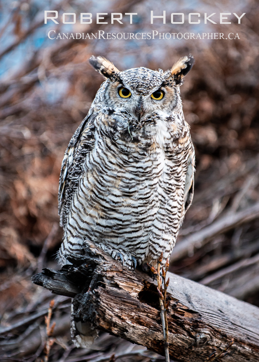Great Horned Owl - Picture 12