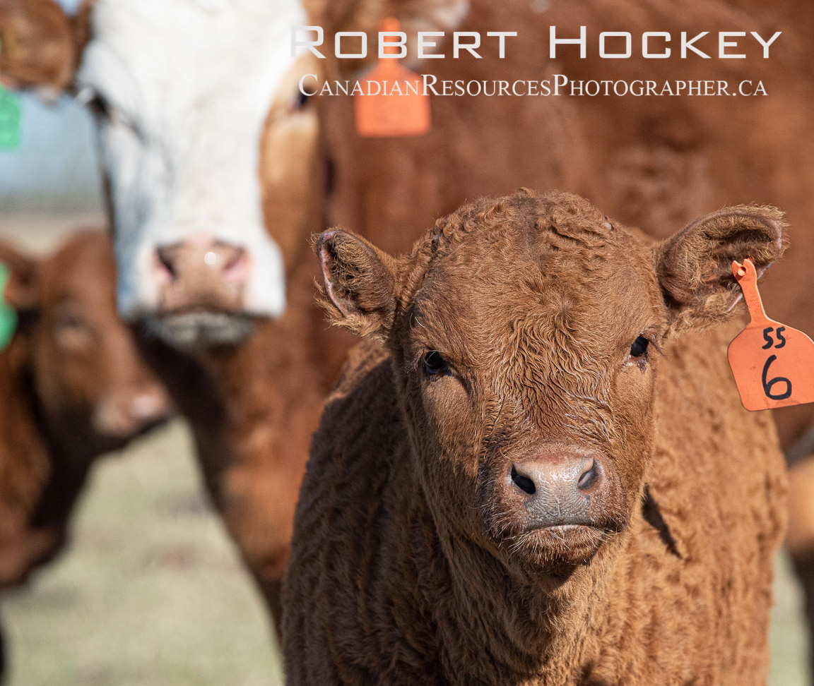 Alberta Cattle - Picture 106