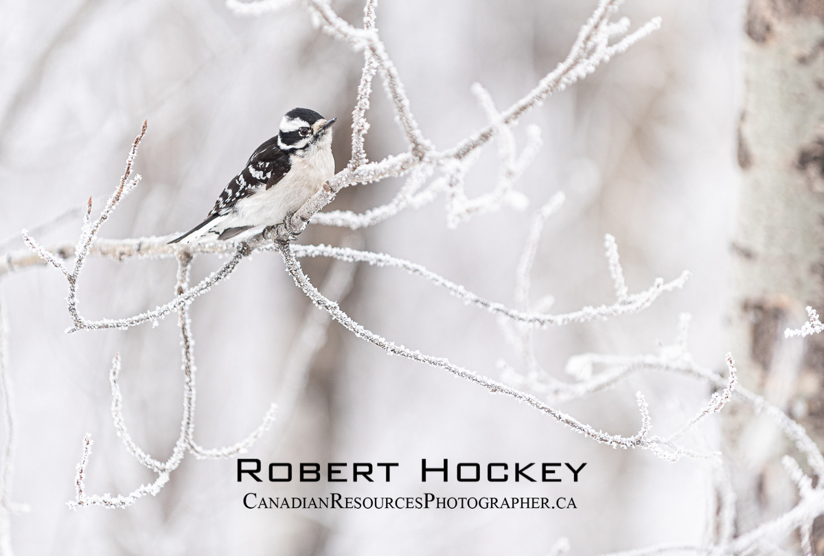 Downy Woodpecker Winter - Picture 96
