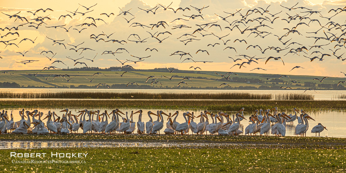 Pelicans - Picture 111