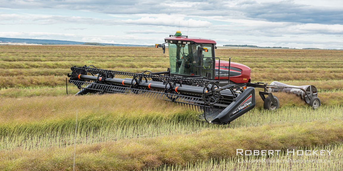 Canola Harvest