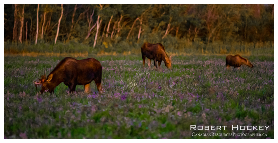 Moose Family (Photoshop Oil Painting) - Picture 156