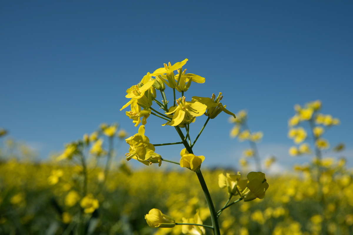 Canola Single Plant
