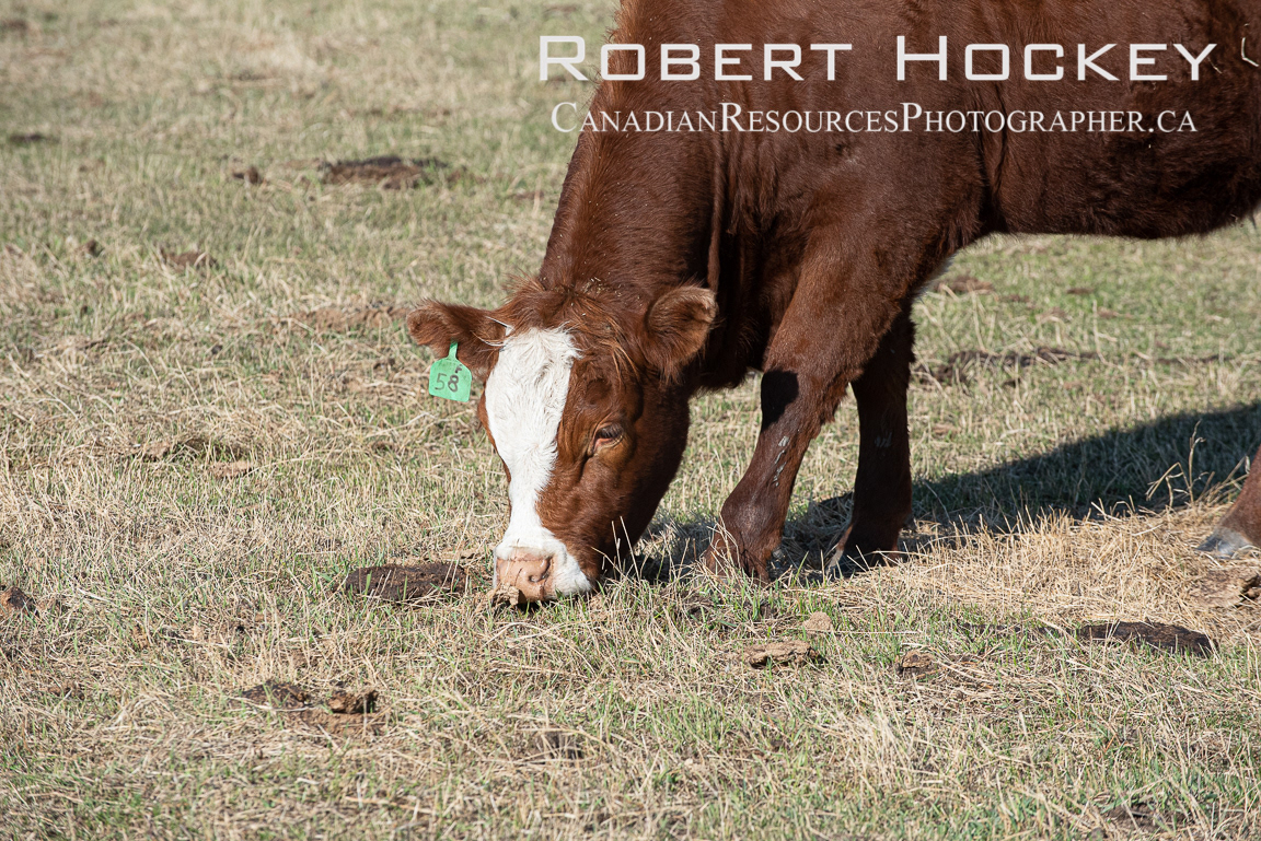 Alberta Cattle - Picture 108