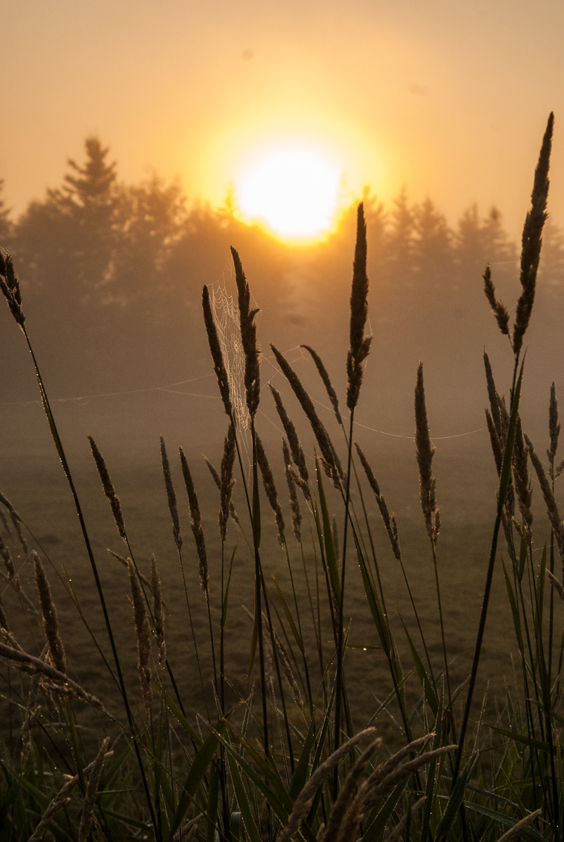 Wheat and Spider Web Foggy Morning