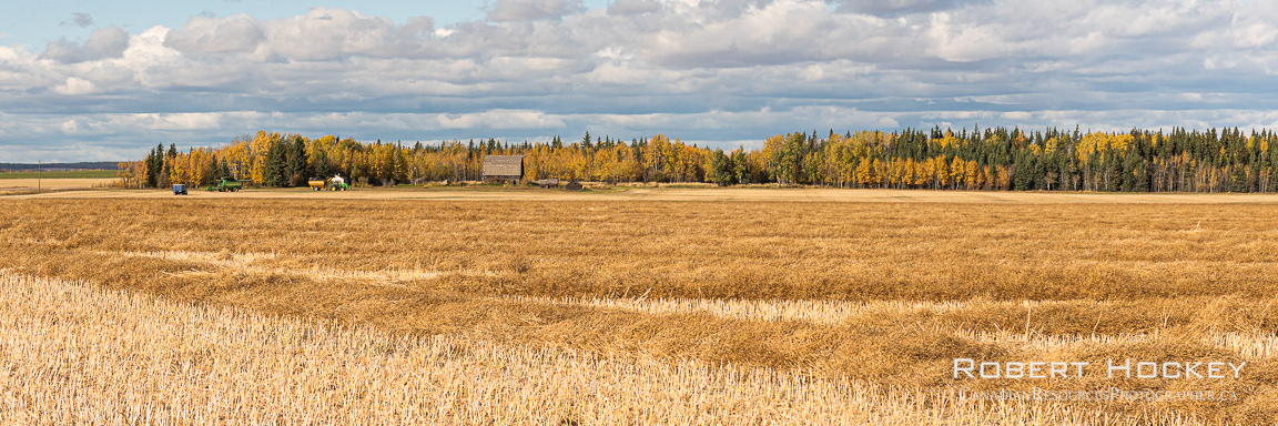 Swathed Canola - Picture 157