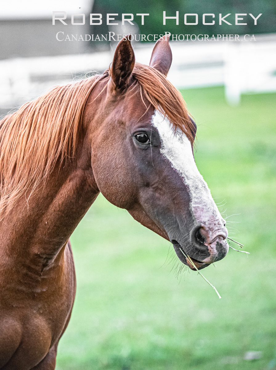 Brown Horse - Picture 54