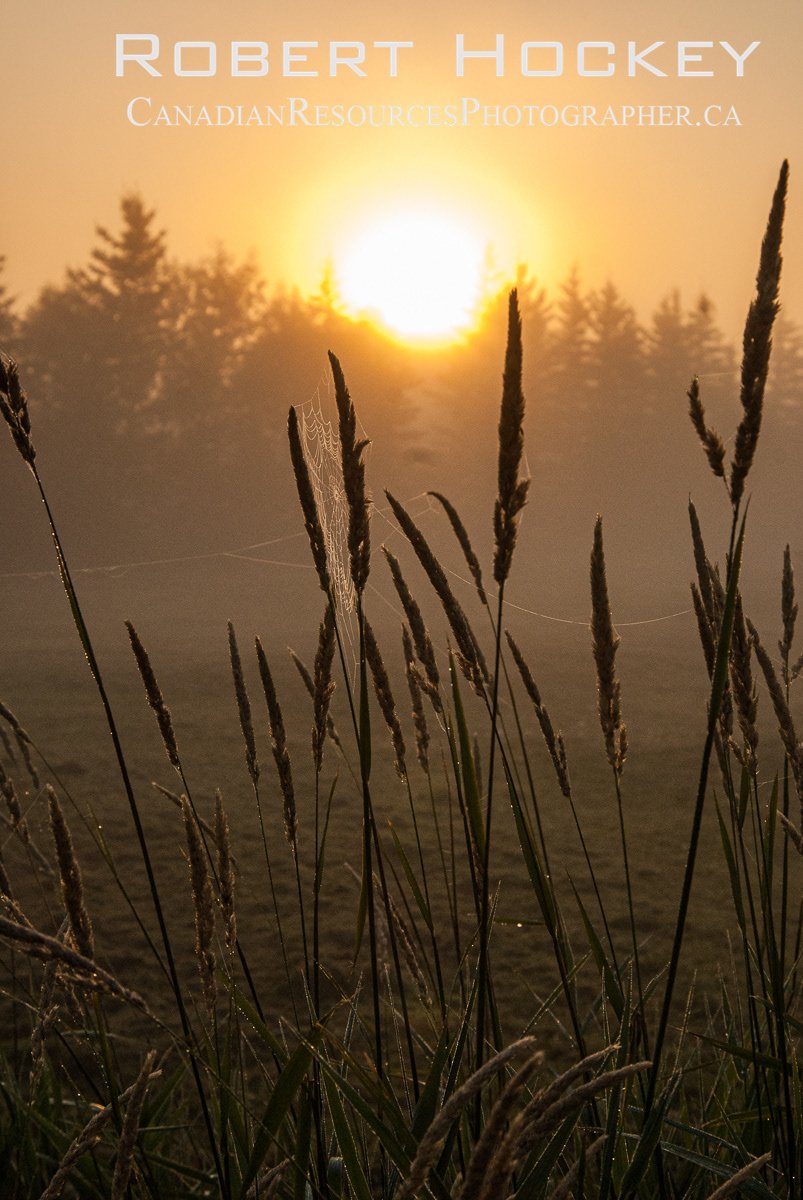 Foggy Sunrise, Wheat H - Picture 3