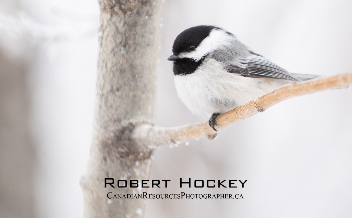 Chickadee Winter - Picture 91
