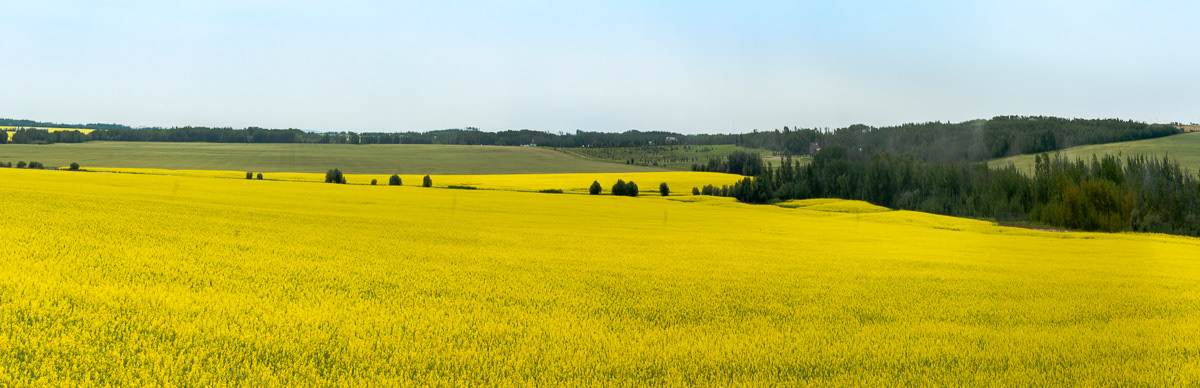 Canola Field