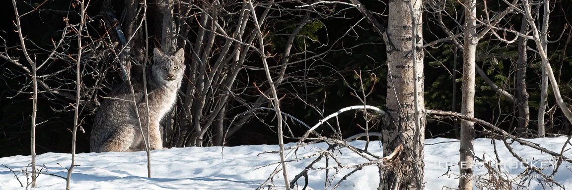 Lynx, Pan - Picture 6