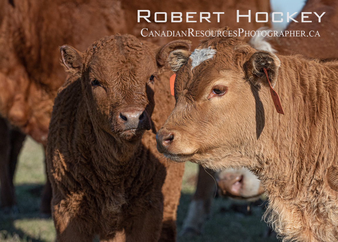 Alberta Cattle