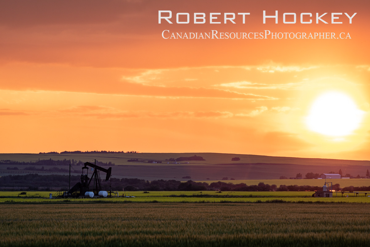 Wellhead, Sunset Over Canola - Picture 32