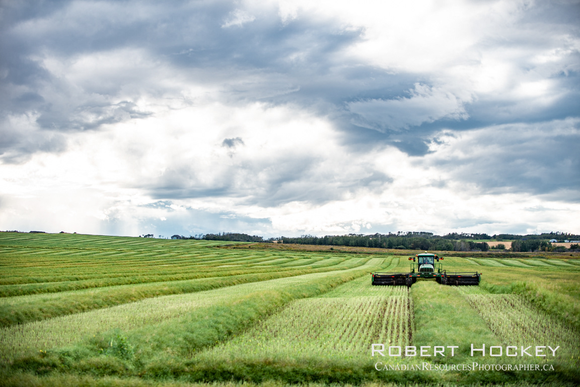 Swathing Canola 1 - Picture 118