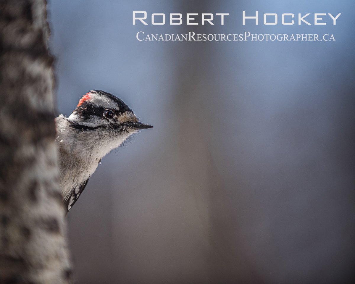 Downy Wood Pecker - Picture 30