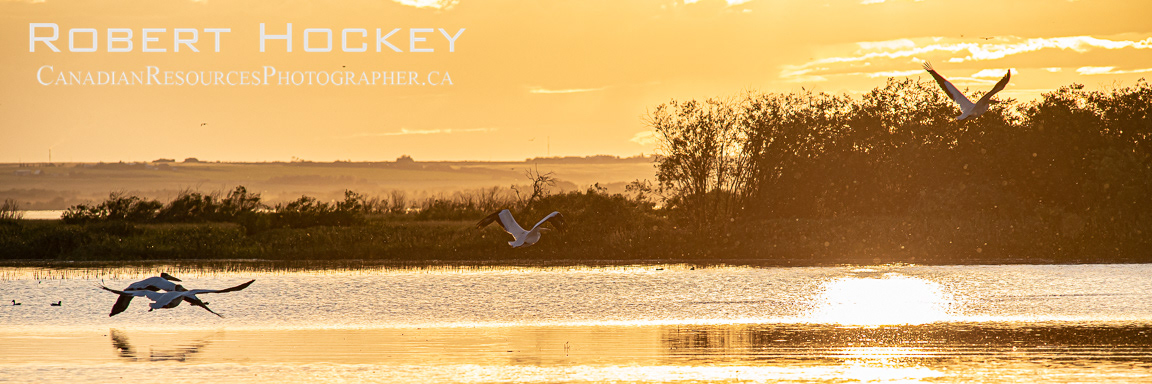 Pelicans in flight- Picture 112