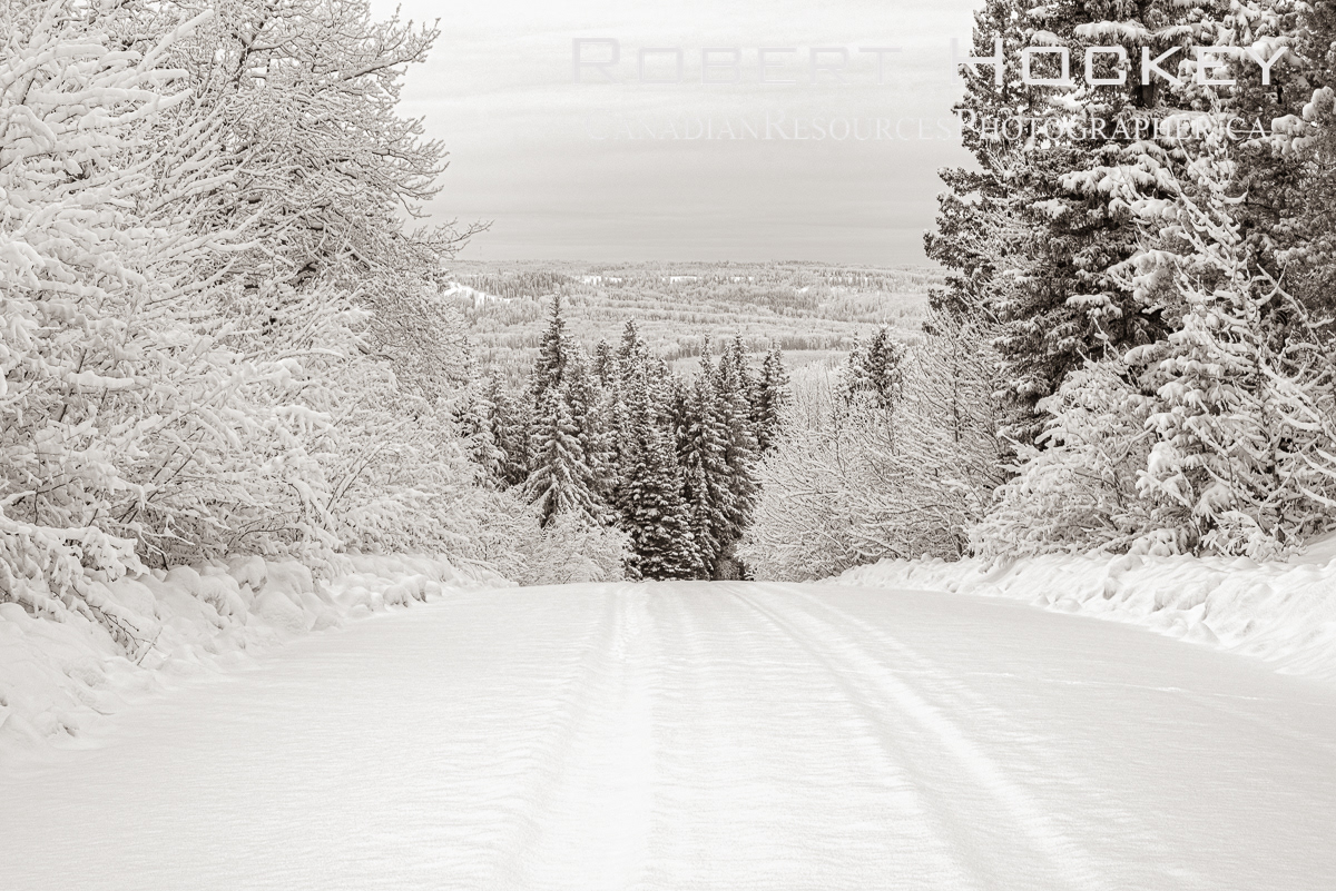 Winters Forest Road - Picture 66