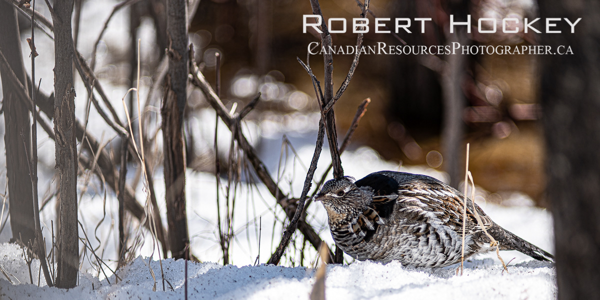 Ruffed Grouse - Picture 90