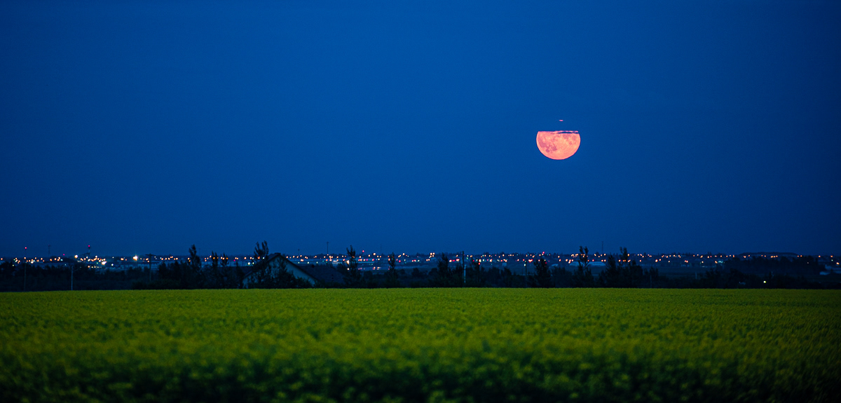Farming Canola, Harvest Moon, Grande Prairie, AB