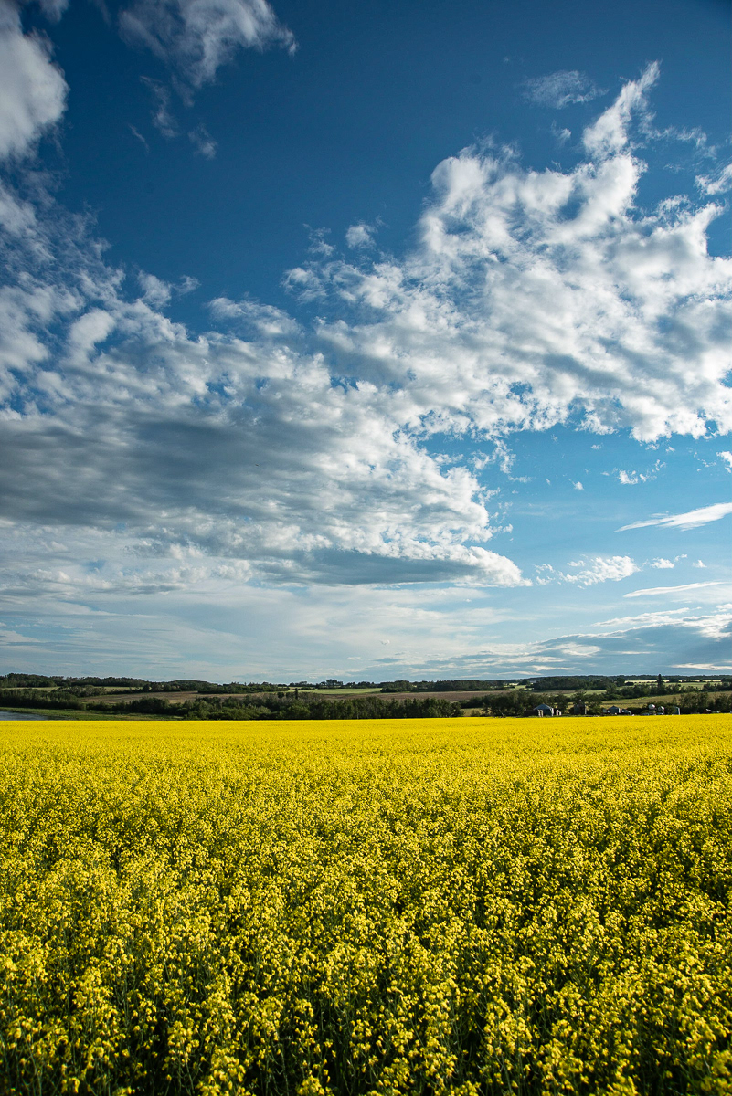 Canola Under Blue Sky