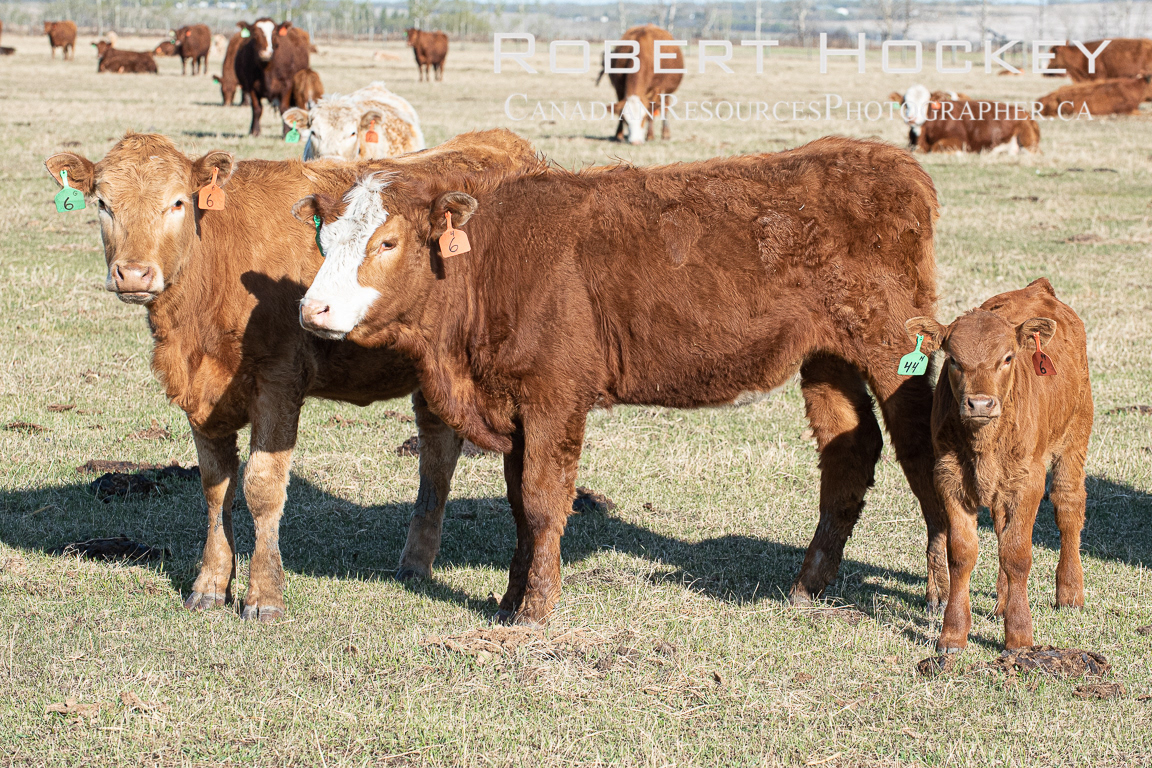 Alberta Cattle