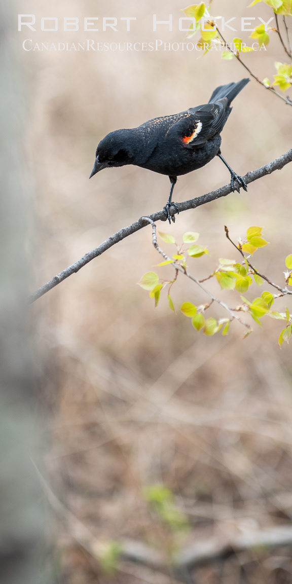 Red Wing Blackbird - Picture 101