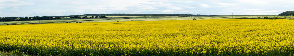 Canola, Wheat in back