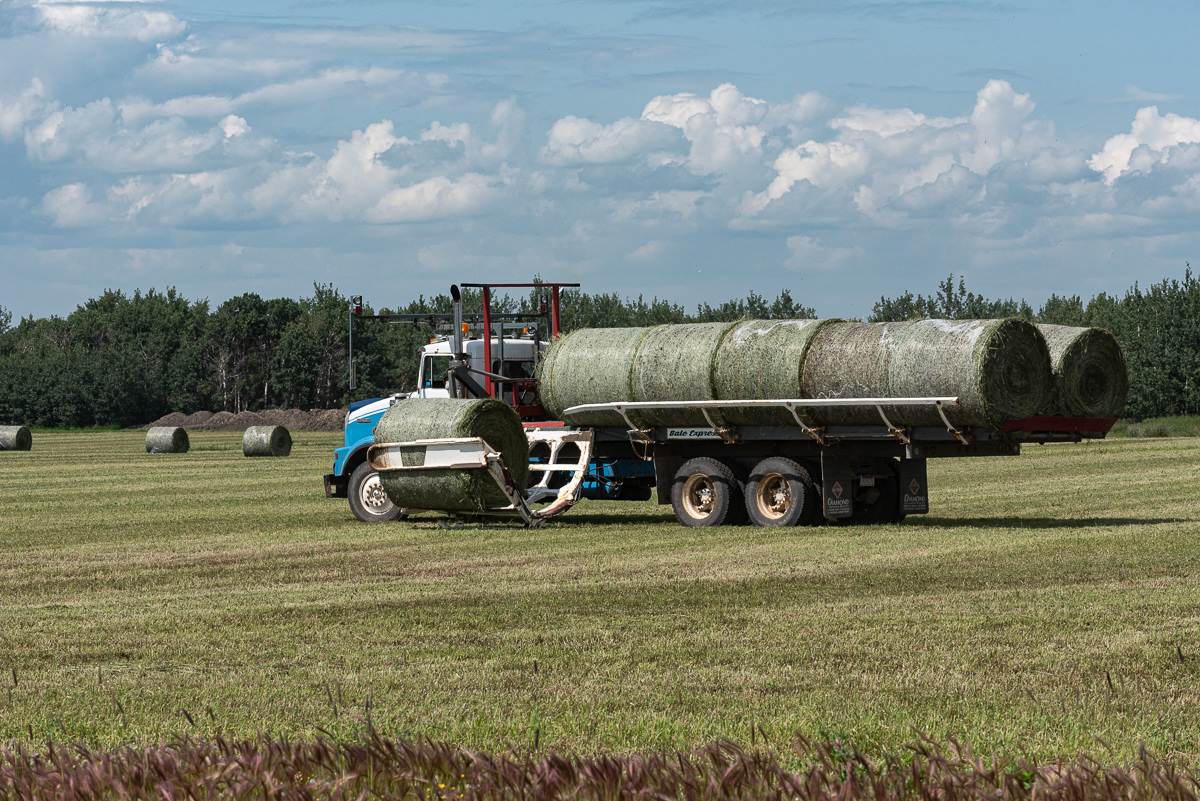 Bail Loading, Grande Prairie, AB.