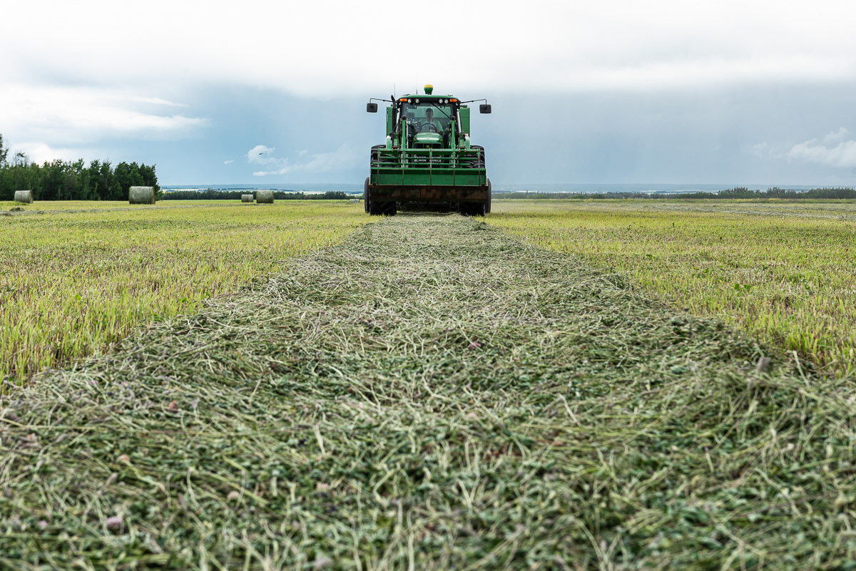 Bailing, Grande Prairie, AB.
