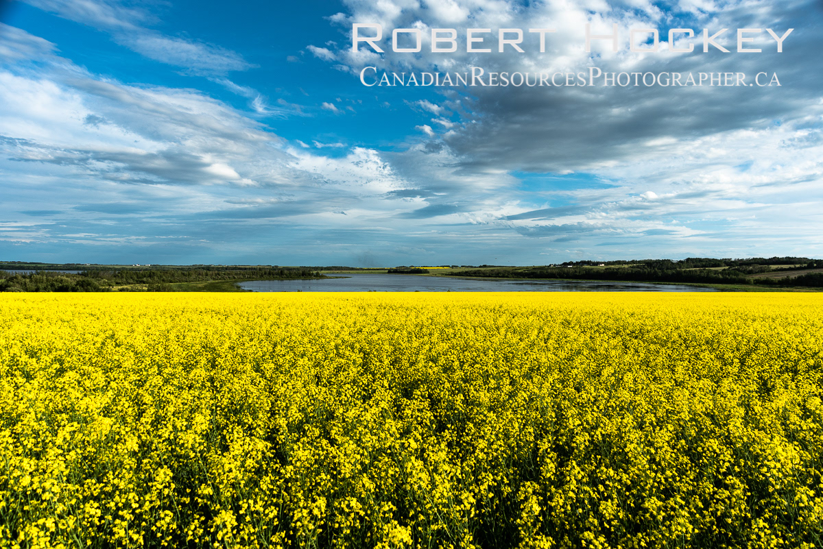 Canola H - Picture 53