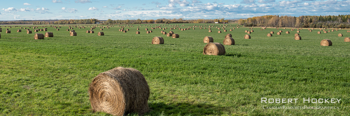 A lot of bales