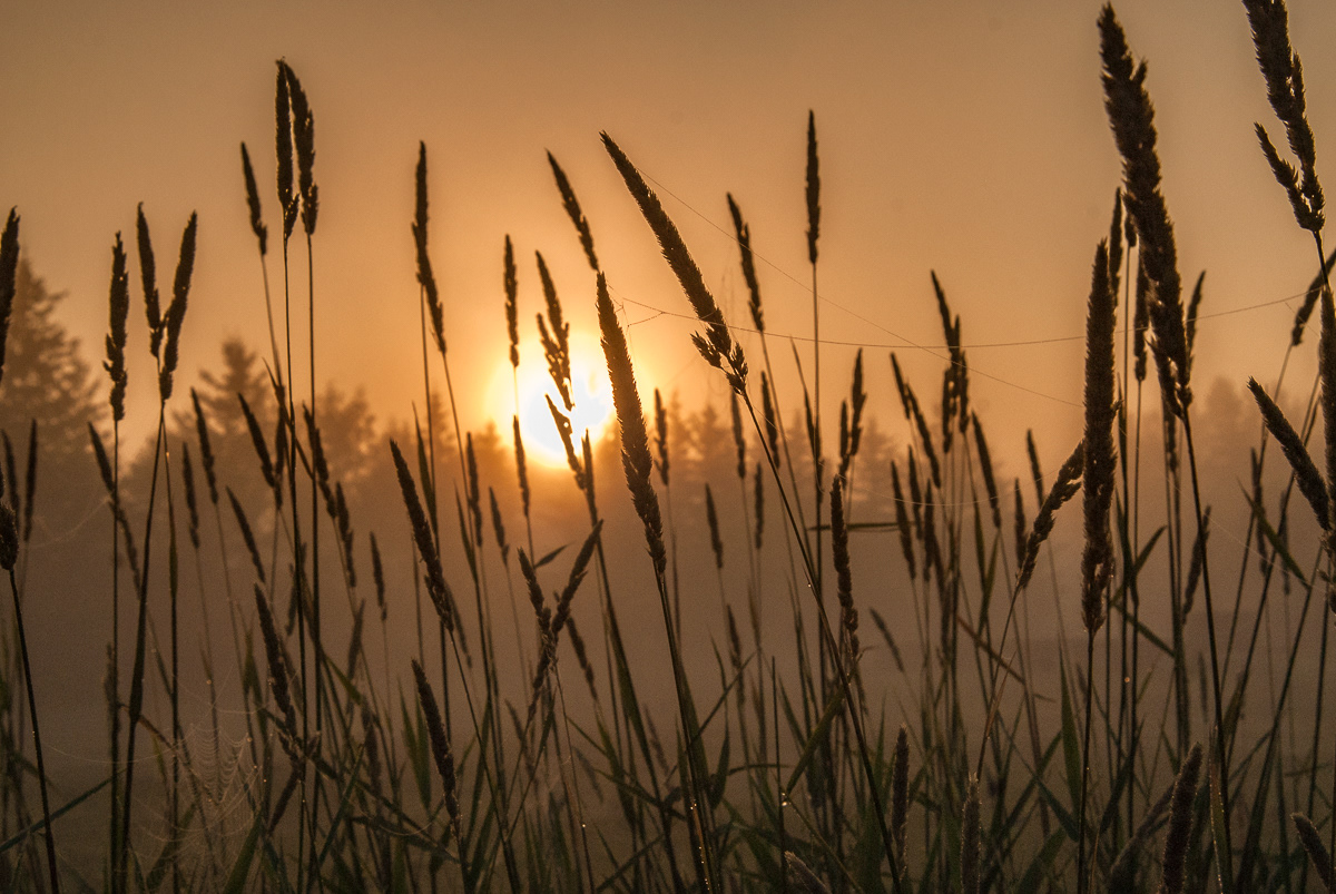Wheat Foggy Morning