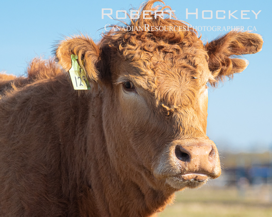 Alberta Cattle