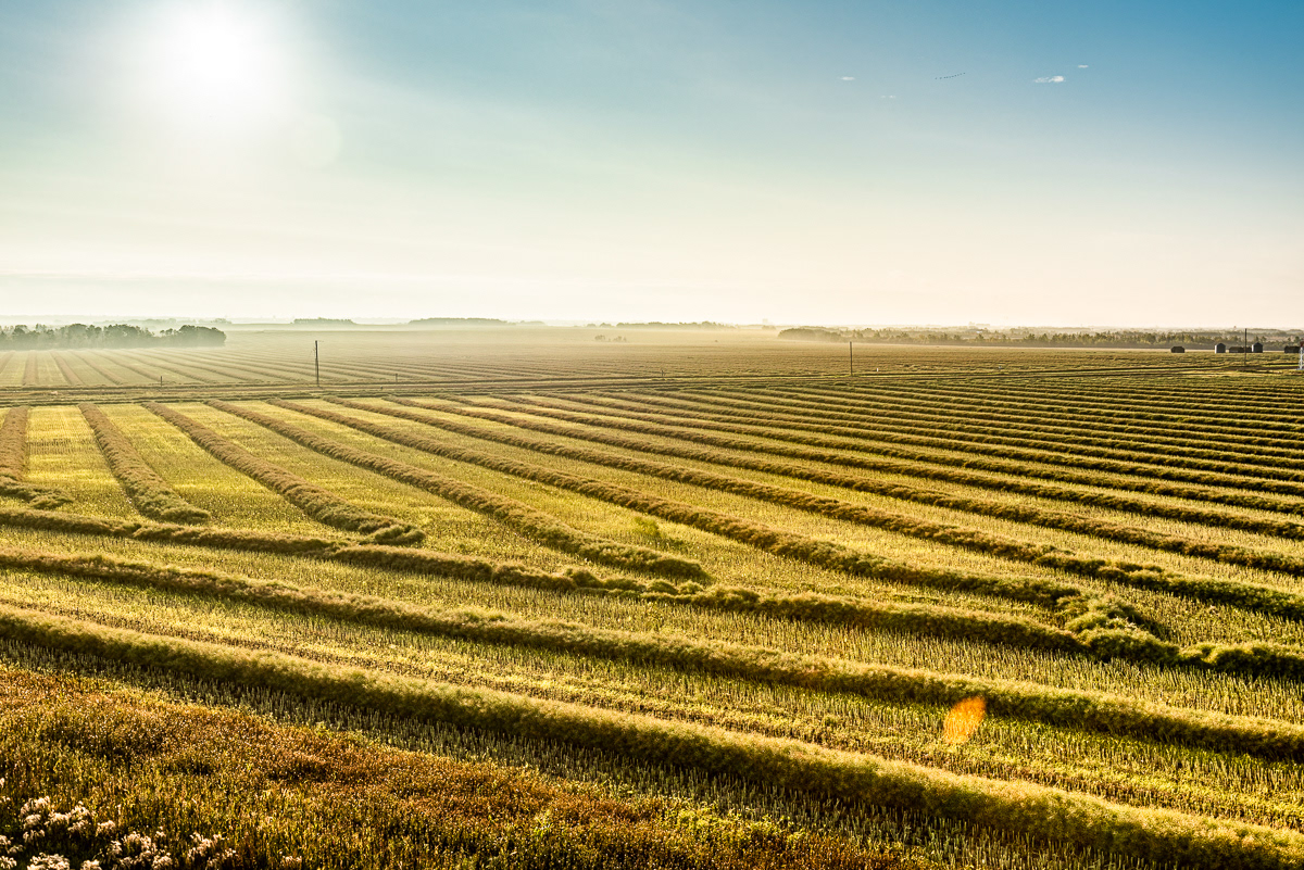 Farming Canola Fields, Grand Prairie, AB