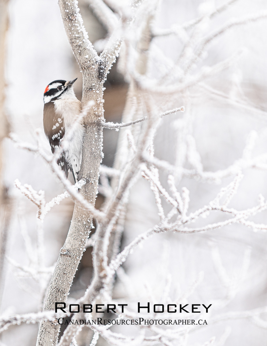 Downy Woodpecker Winter - Picture 97