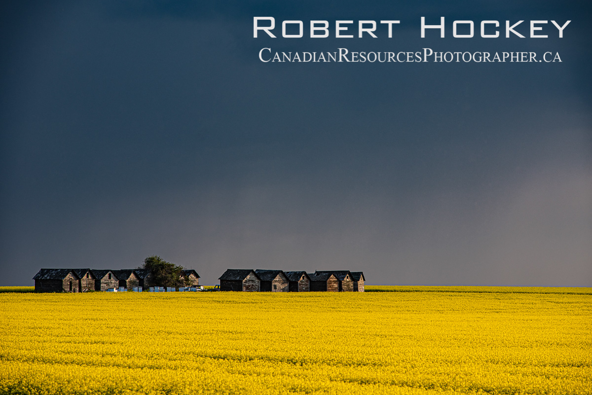 Canola, Sunset Storm, Old Barns - Picture 26