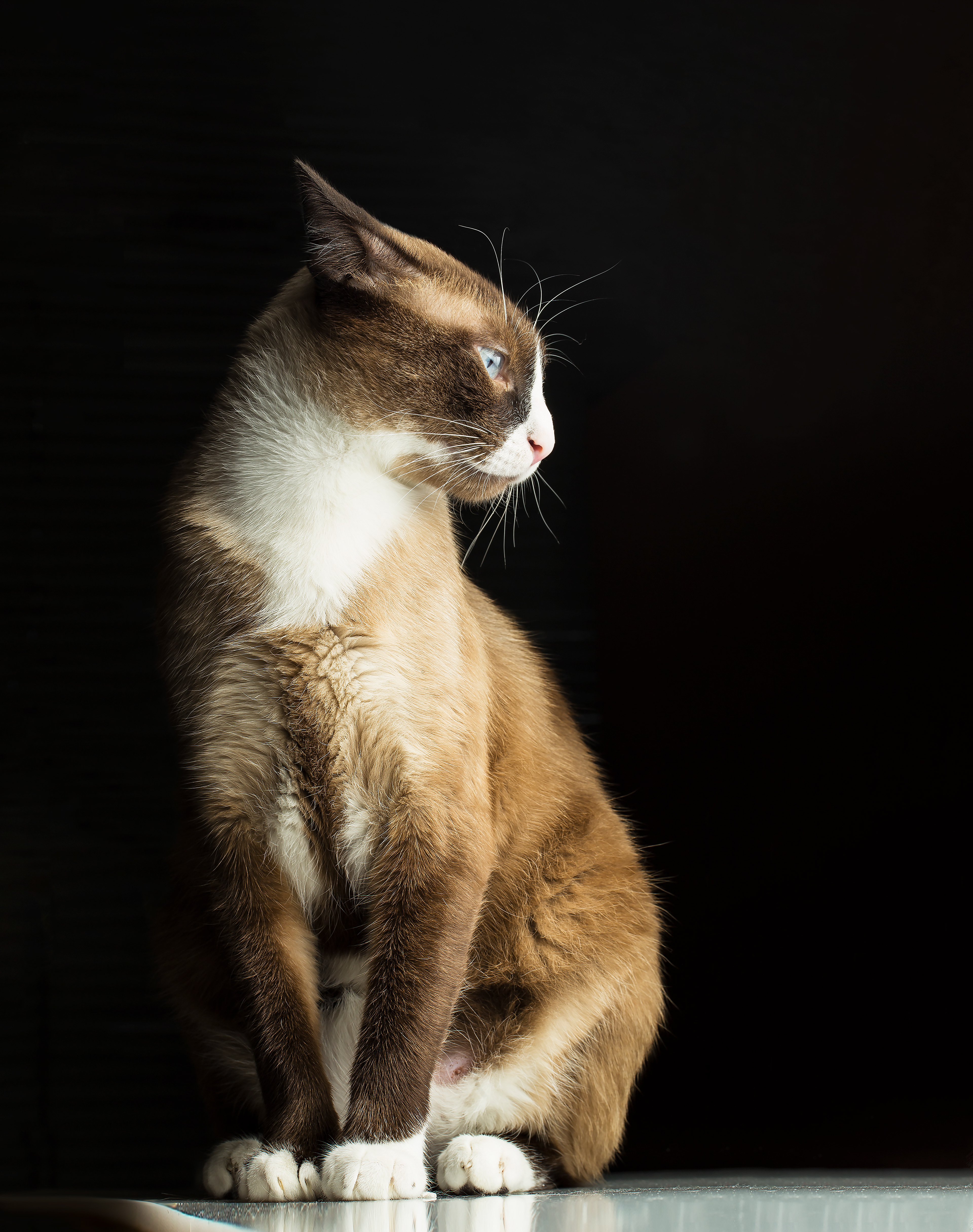 Saroo en pose elegante